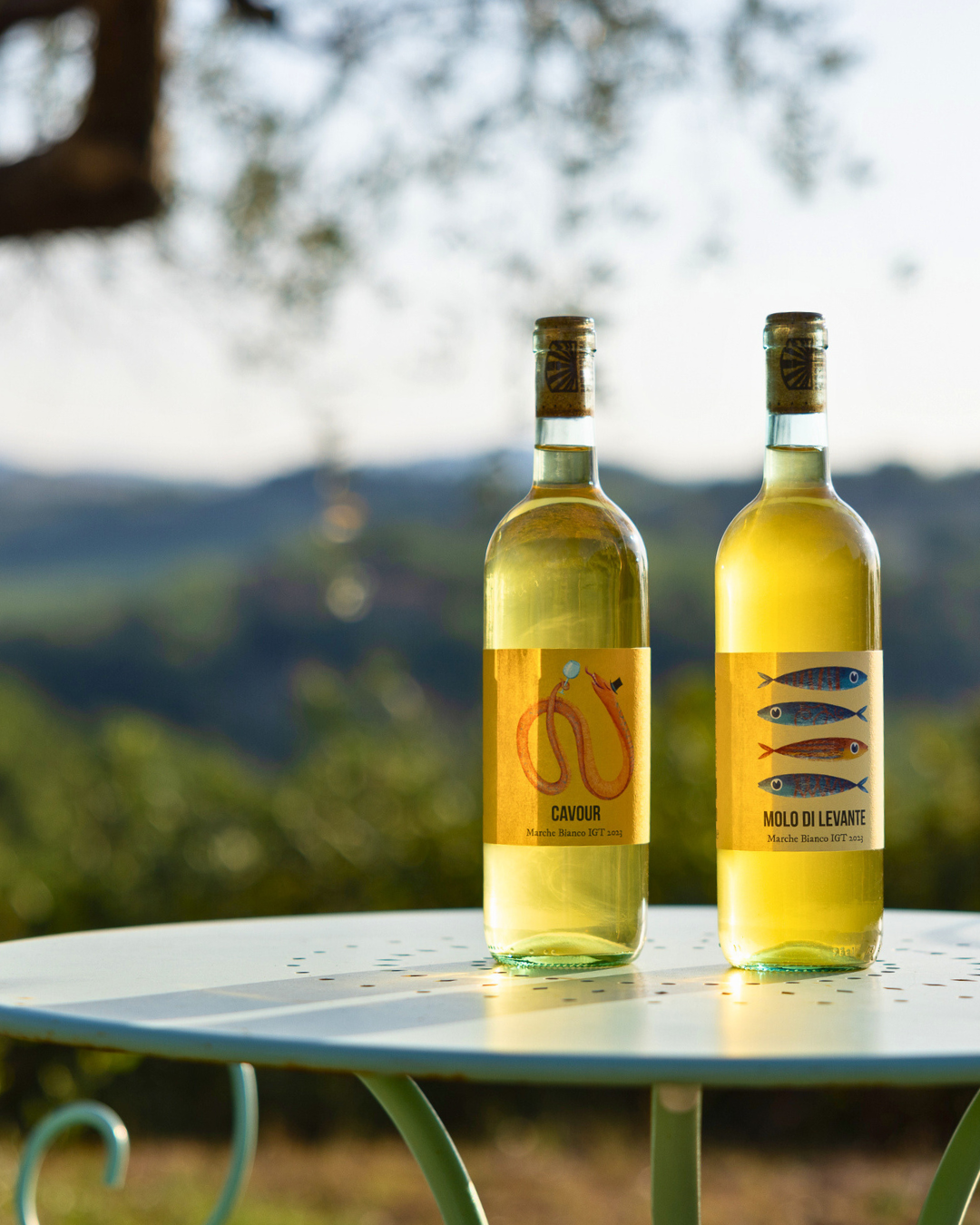 Cavour e Molo di Levante vini bianchi naturali delle Marche - Agricola Arzilla